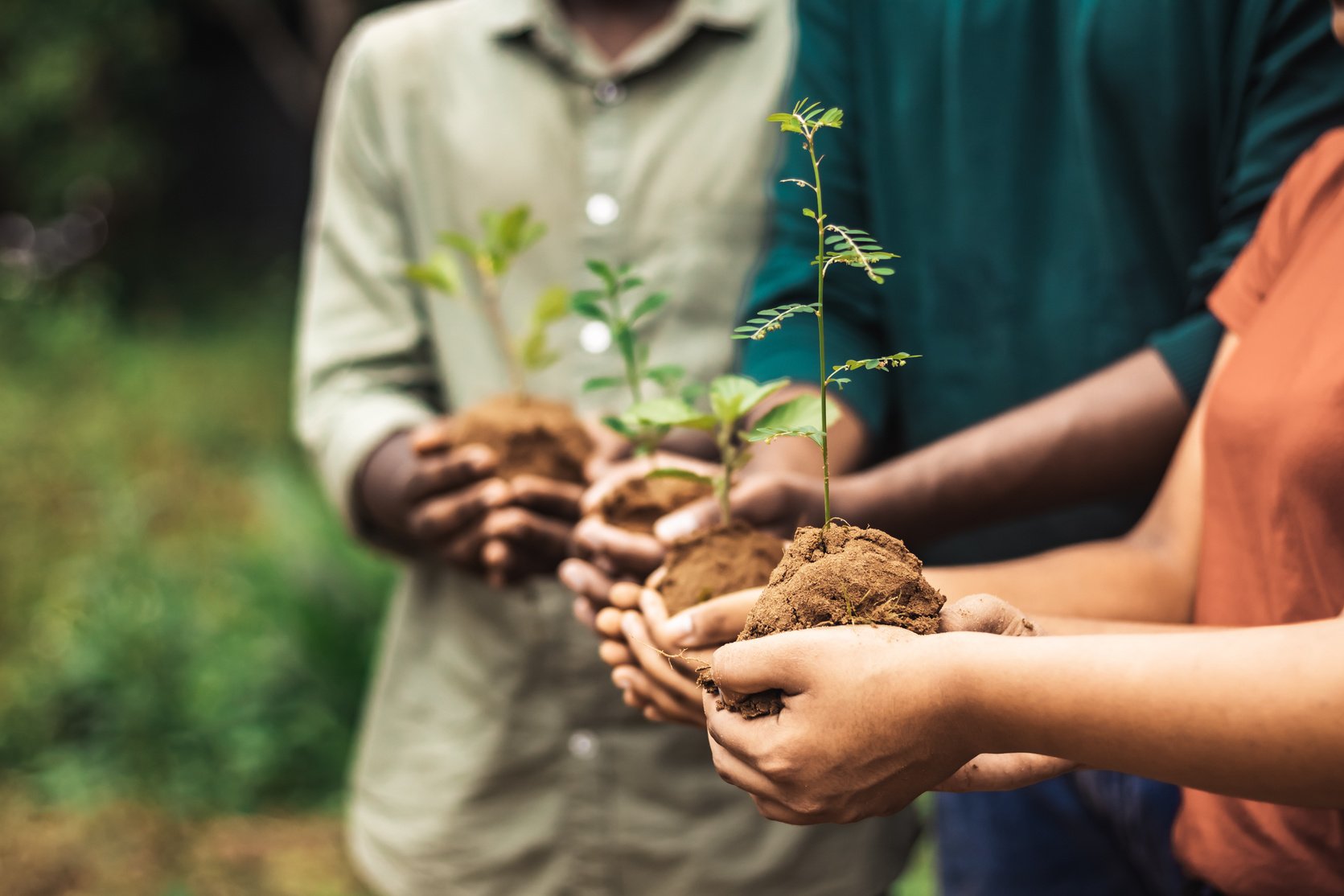 Hands Holding Seedlings